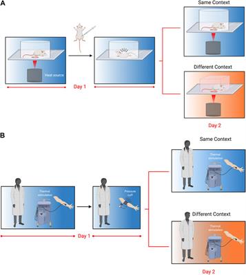 Bridging the Translational Divide in Pain Research: Biological, Psychological and Social Considerations